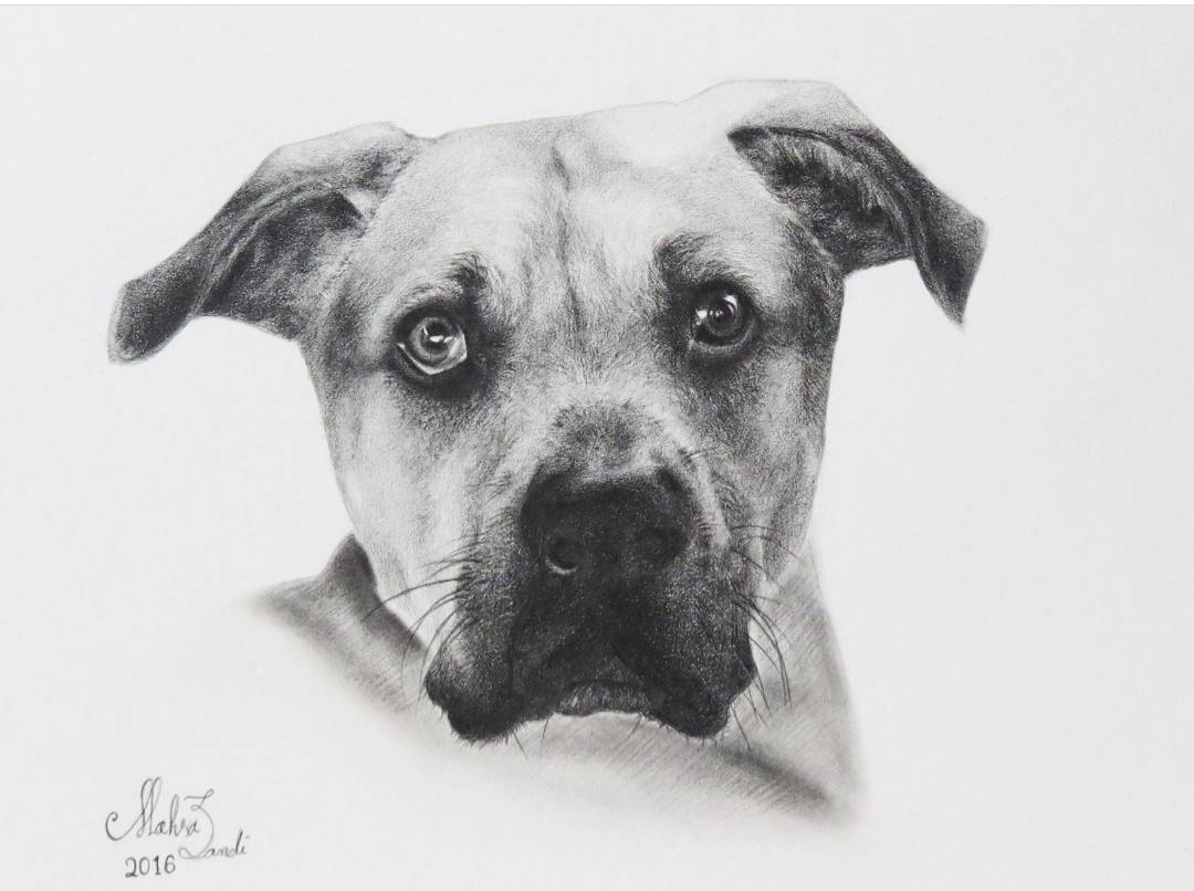 Koko, pencil drawing, 10"x8"